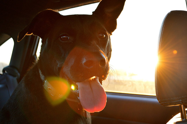 Cómo debe viajar tu perro dentro del coche? - Autoescola Sant Feliu